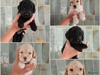 Kruising honden Onze lieve Tibe doodle pups zoeken gouden mandje - Advertentie 8