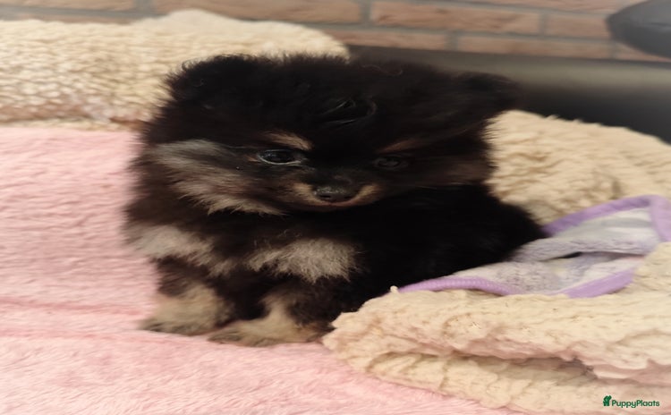 Pomeriaan honden - Advertentie 8