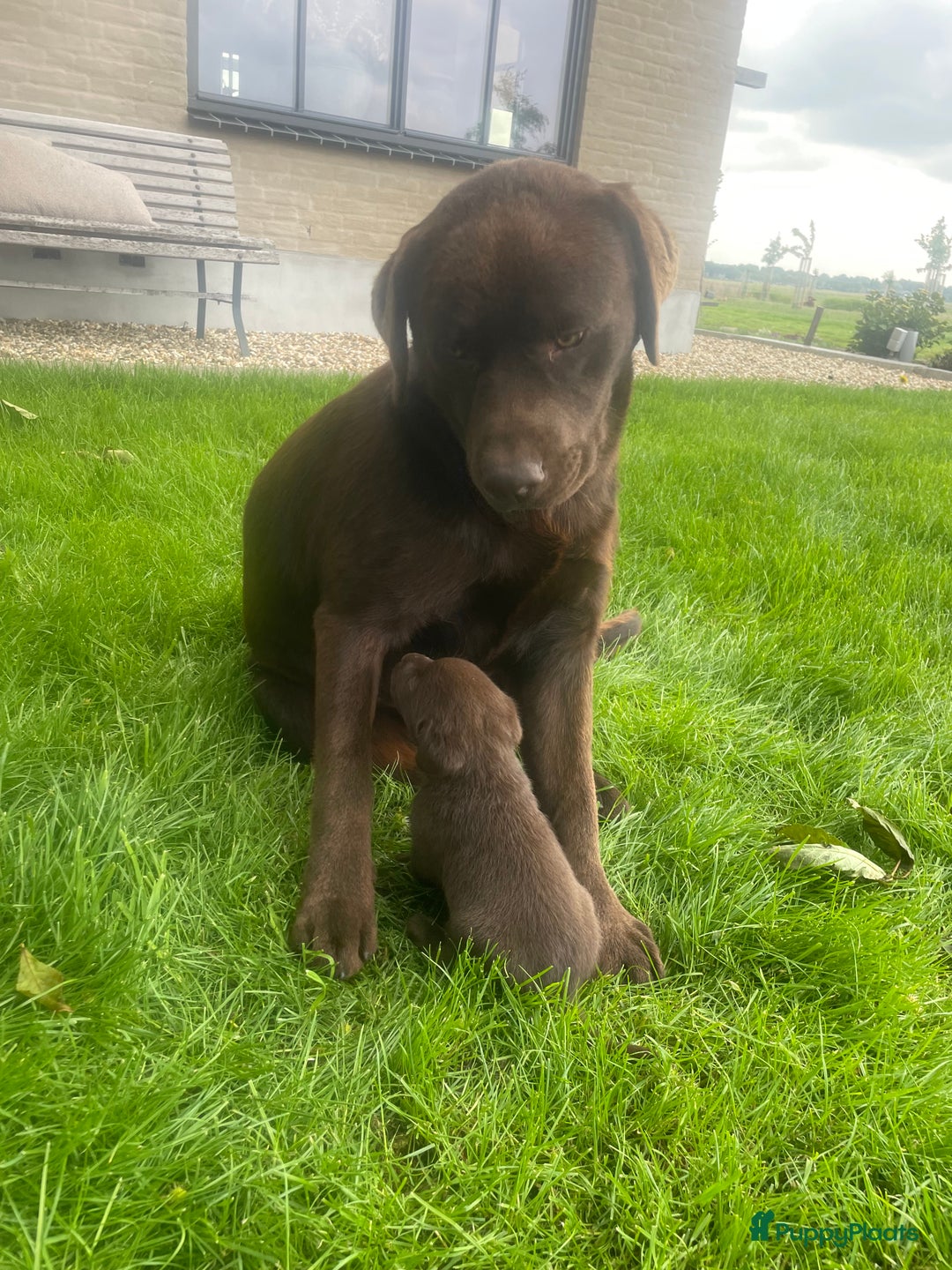 Labrador Retriever honden te koop: Prachtige labrador pups  - Afbeelding 5