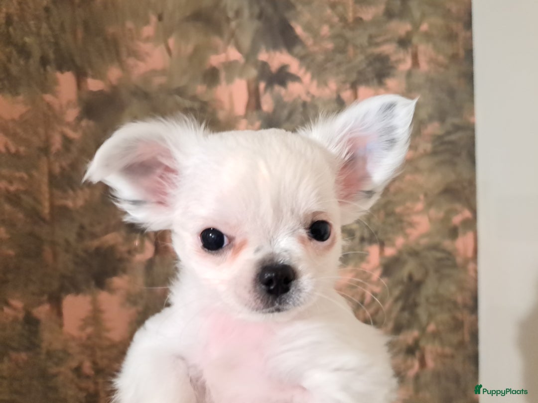 Chihuahua honden te koop: Mooi nestje chihuahua pups - Advertentie 6