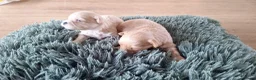 Maltipoo honden te koop: Maltipoo pups. Super mini - Advertentie 7