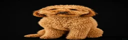 Labradoodle honden te koop: Mooie mini doodle - Advertentie 8
