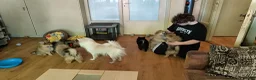 Kruising honden te koop: 4 Prachtige Keeshond/Pomeriaan pups (Oranje-Sabel) in Den Haag - Advertentie 34