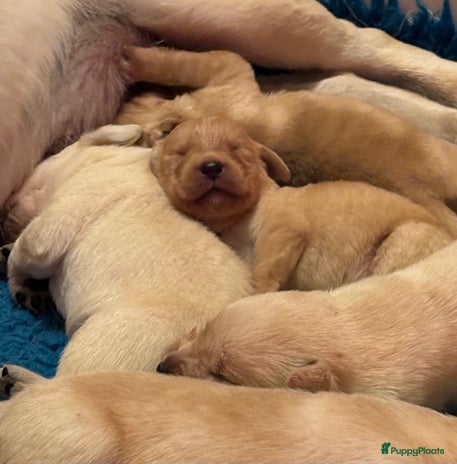 Labrador Retriever honden 9 Supermooie blonde labradorpups geboren. - Advertentie 2