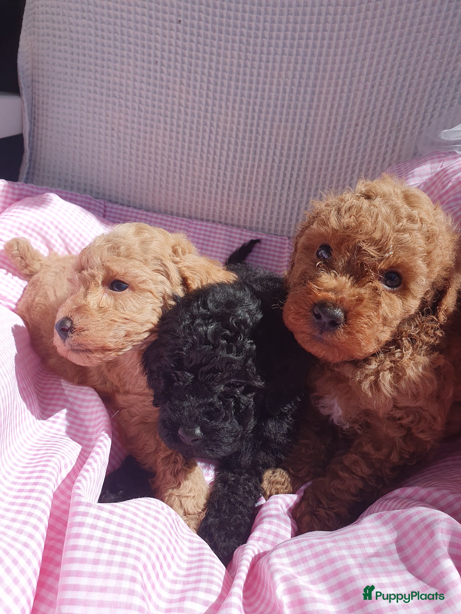 Poedel Toy honden Prachtig Toy-Dwergpoedel  - Advertentie 2