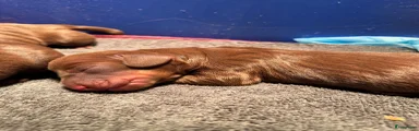 Teckel (korthaar)  Puppy 4