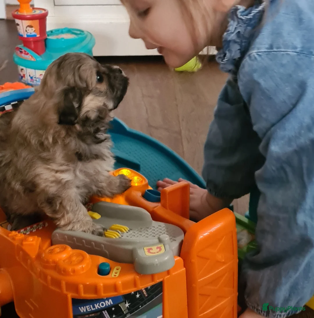 Maltipom honden te koop: Prachtig Lieve,shipom in ons gezin opgegroeid - Advertentie 39