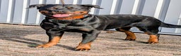 Rottweiler honden te koop: Zeer mooie rottweiler pups   - Advertentie 5