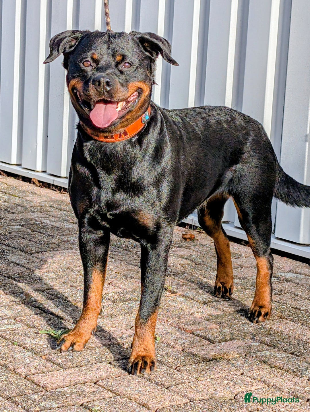 Rottweiler honden te koop: Zeer mooie rottweiler pups   - Advertentie 5