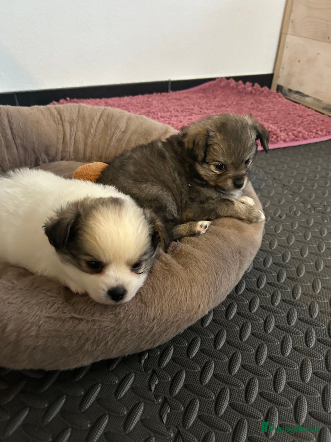 Pomchi honden te koop: Pomchi reutje - Advertentie 5