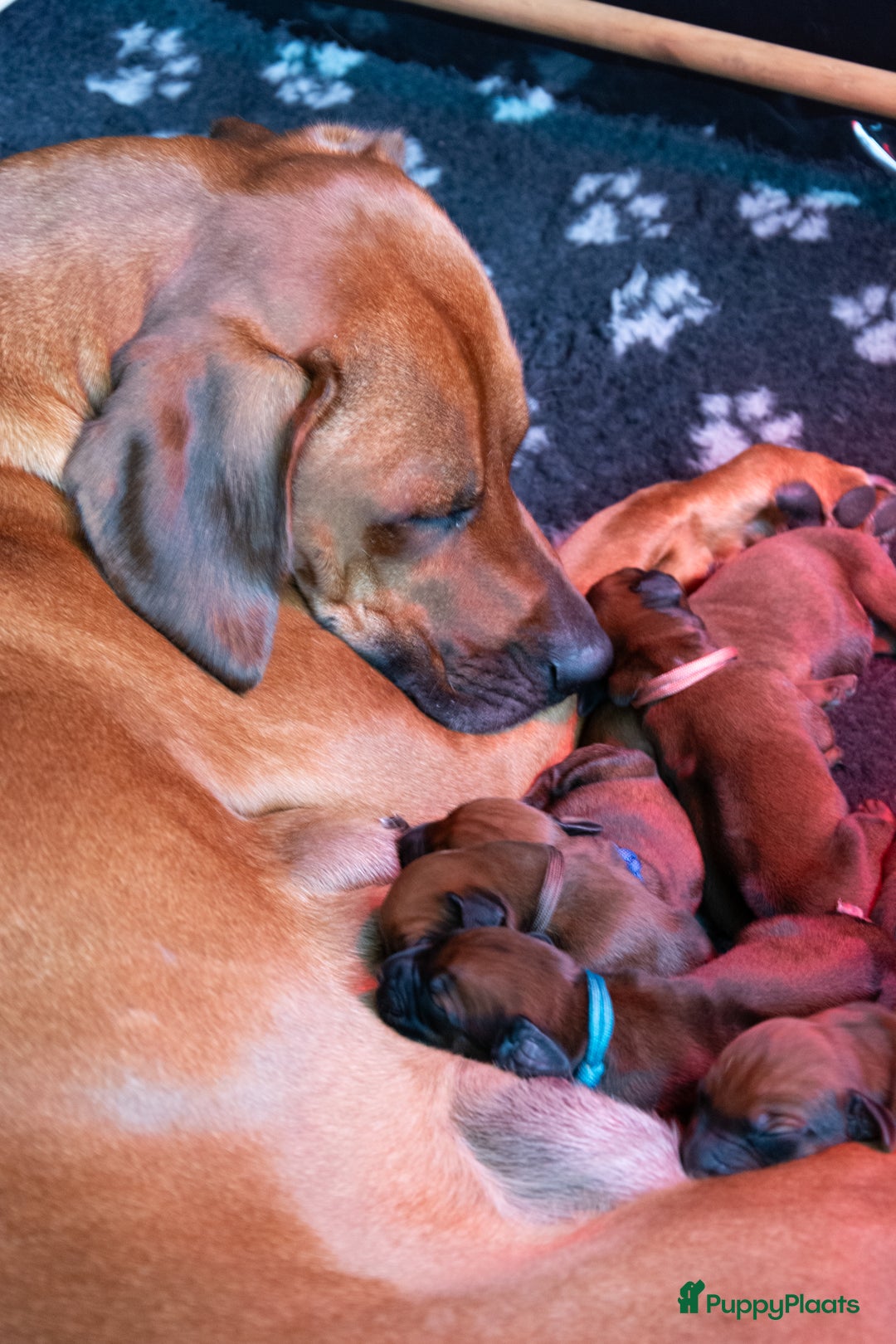 Rhodesian Ridgeback honden te koop: Rhodesian Ridgebacks Pups in Balen - Afbeelding 3
