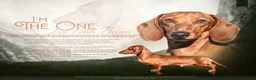Teckel (korthaar)  honden ter dekking: Dwerg korthaar Teckel ter dekking - Advertentie 1