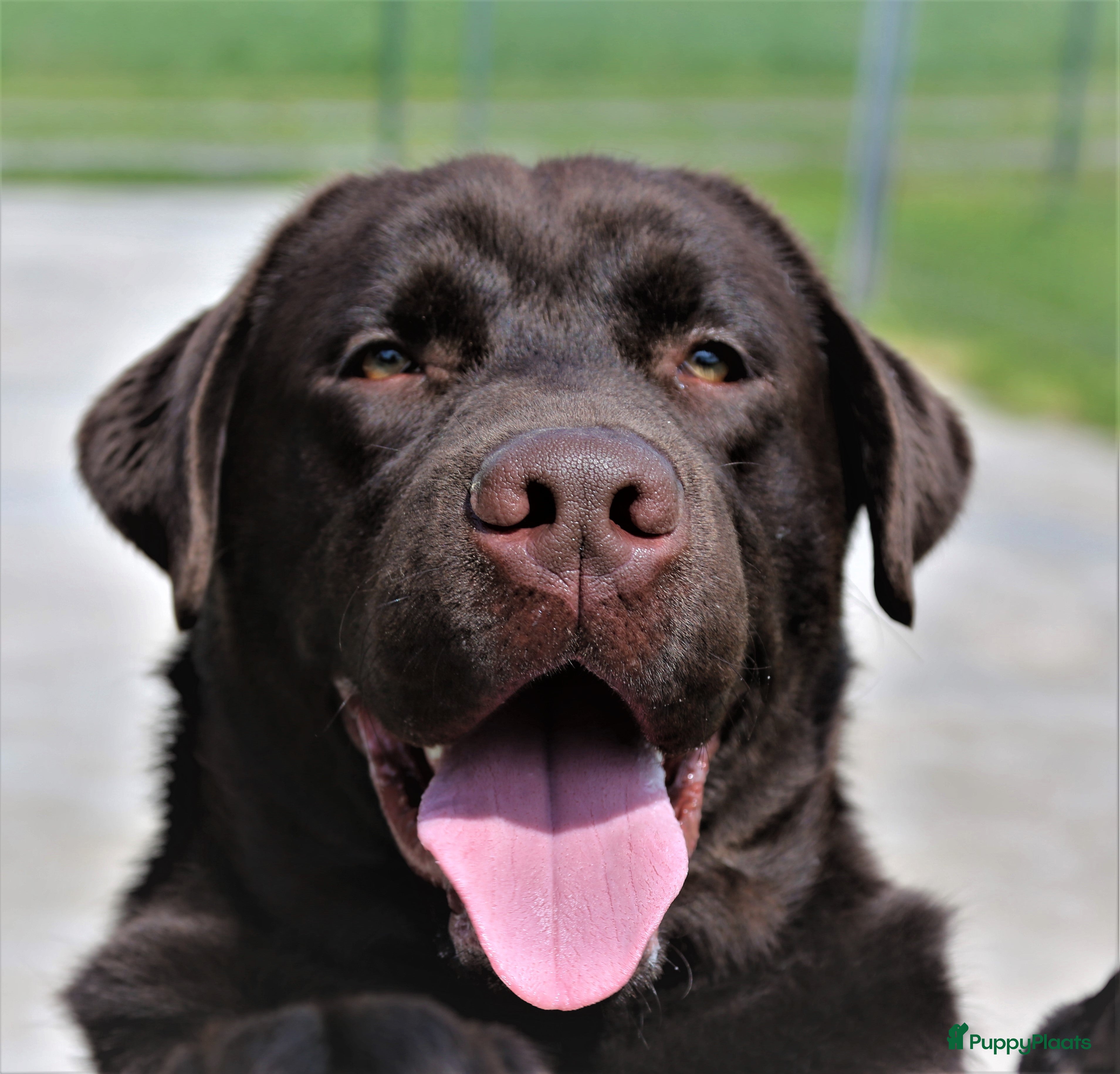 Labrador Retriever honden Prachtige Chocolade Br Labrador staat ter dekking - Advertentie 2