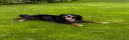 Berner Sennenhond honden te koop: Prachtige Berner Sennenpups met stamboom - Advertentie 8