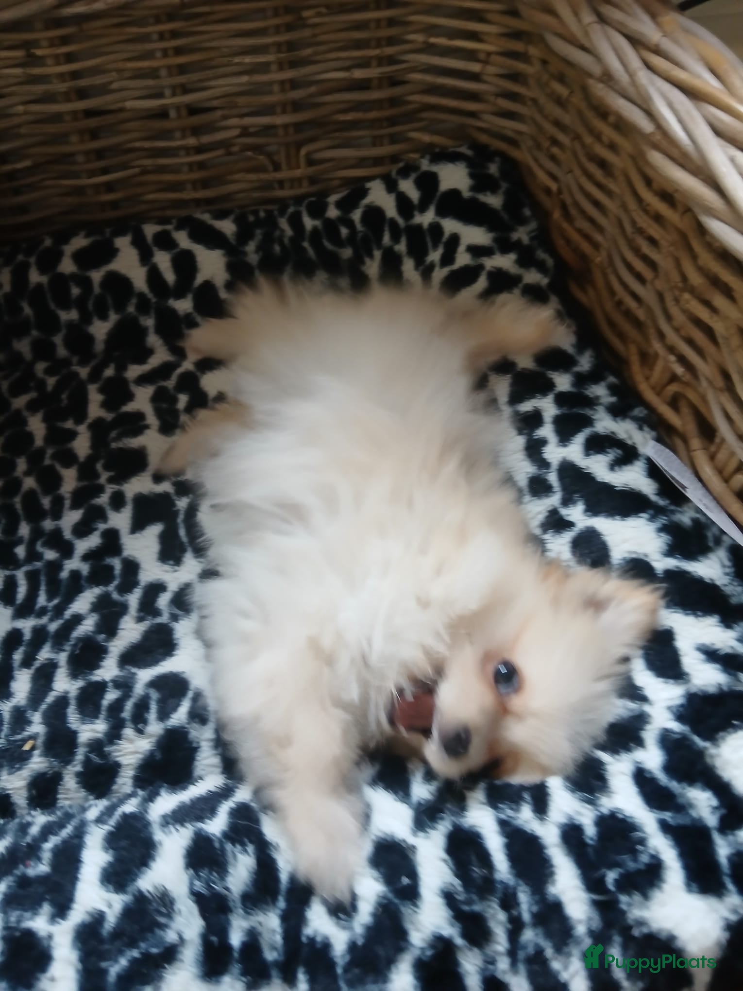 Pomchi honden Prachtig pomchi teefje - Advertentie 1