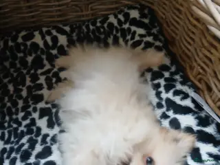 Pomchi honden Prachtig pomchi teefje - Advertentie 3