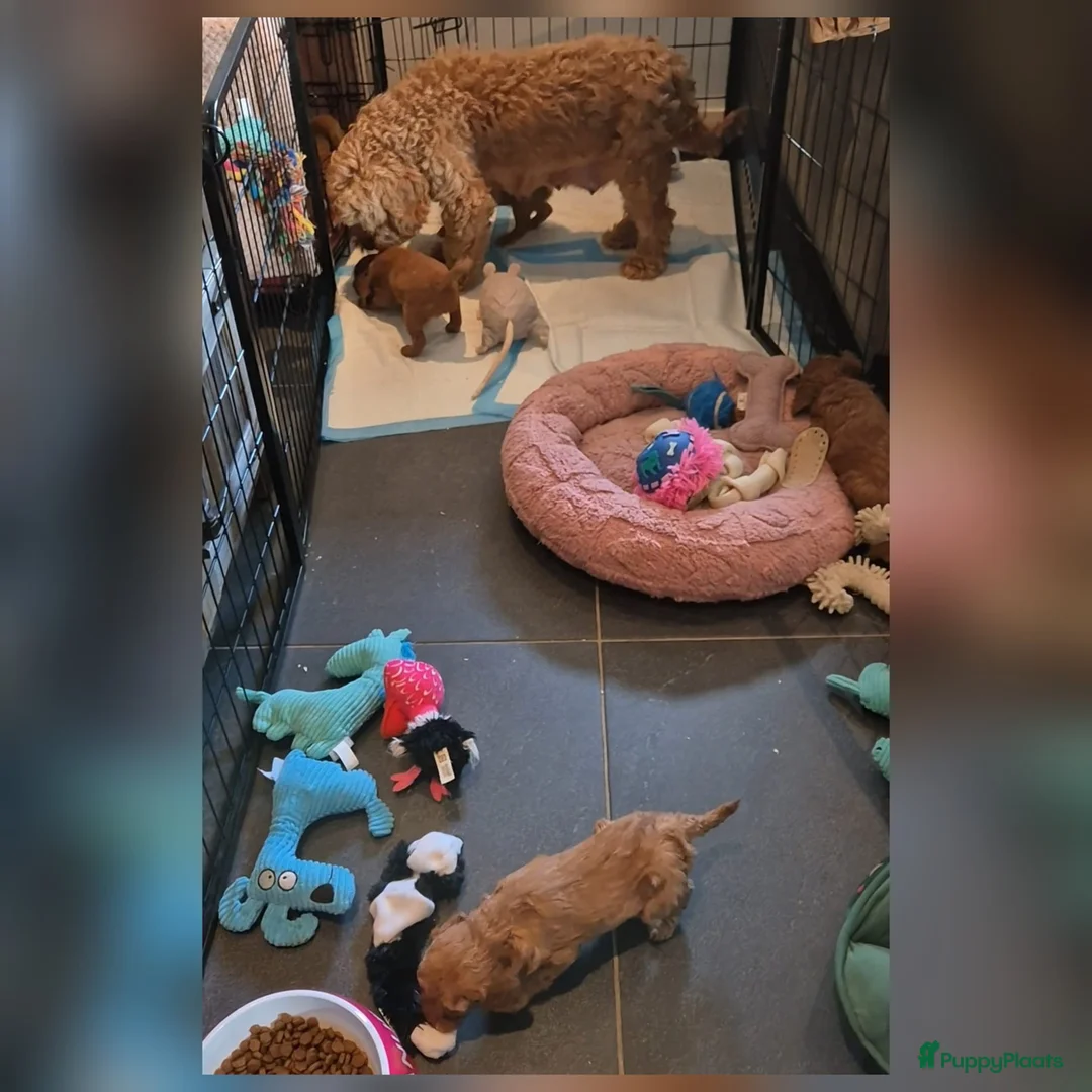 Cavapoo honden te koop: Prachtige Cavapoo pups beschikbaar  - Advertentie 10