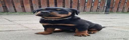 Rottweiler honden te koop: Rottweiler pups met stamboom  - Advertentie 4