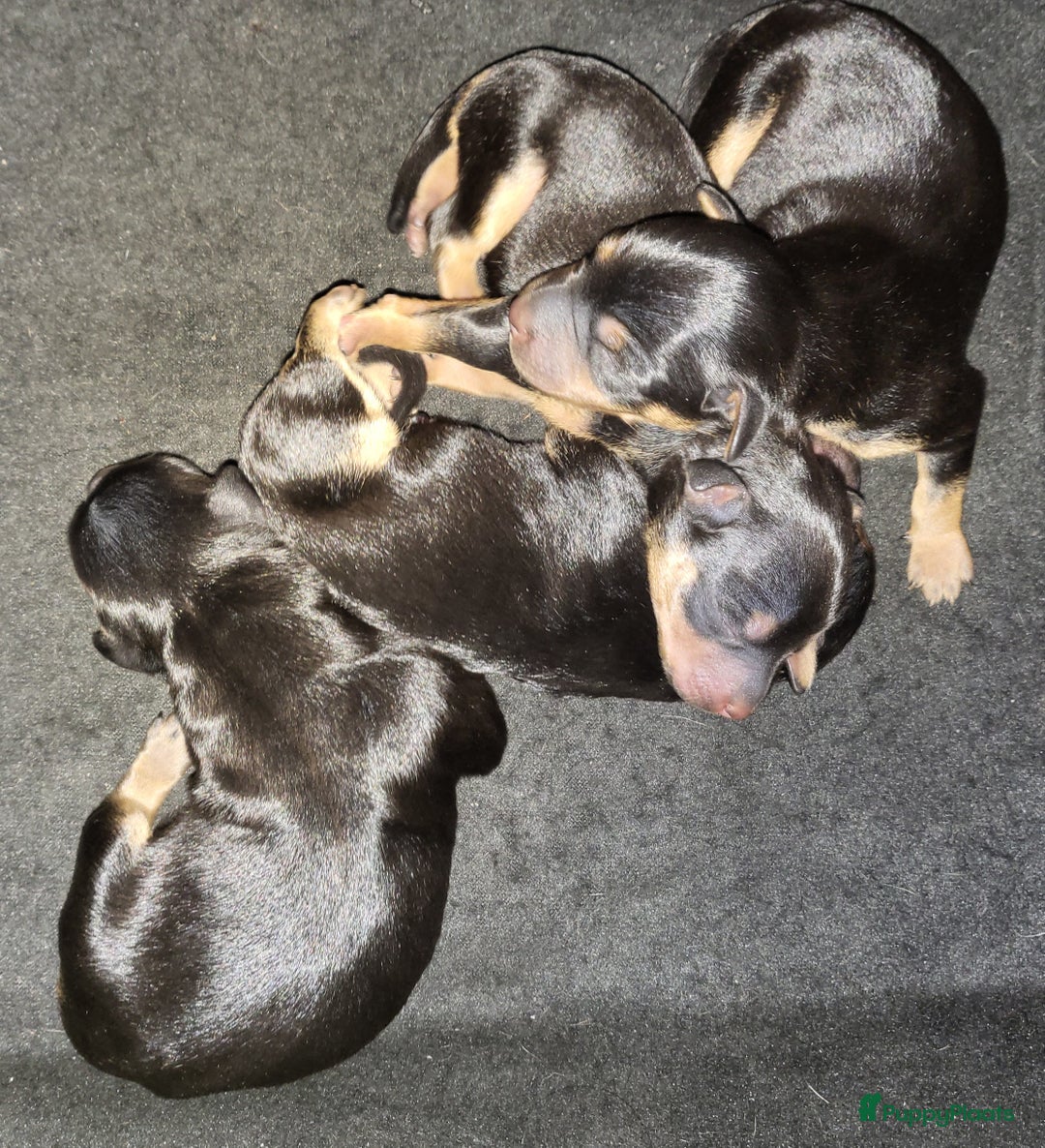 Dwergpinscher honden te koop: Geboren! 4 dwergpinscher puppy's  - Advertentie 3
