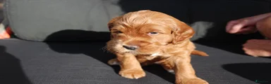 Bo