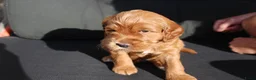 Australian Labradoodle honden te koop: Prachtige Australian Labradoodle pups in Velp - Advertentie 5