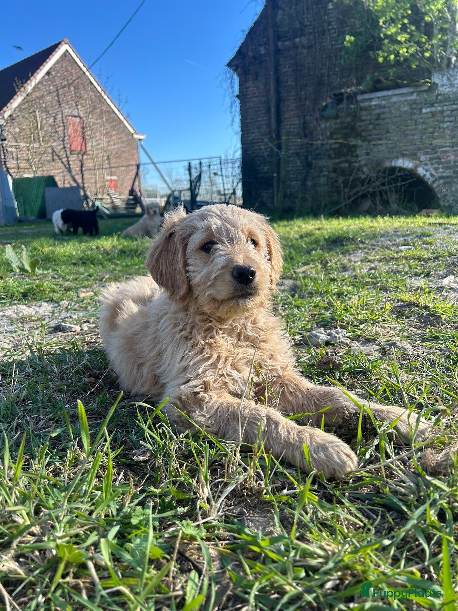 Kruising honden Mooie goldendoodle pups! - Advertentie 2