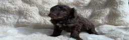 Labradoodle honden te koop: Nog 3 prachtige Labradoodle puppy’s beschikbaar - Advertentie 31