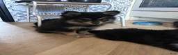 Pomsky honden te koop: 6 pomskys - Advertentie 9