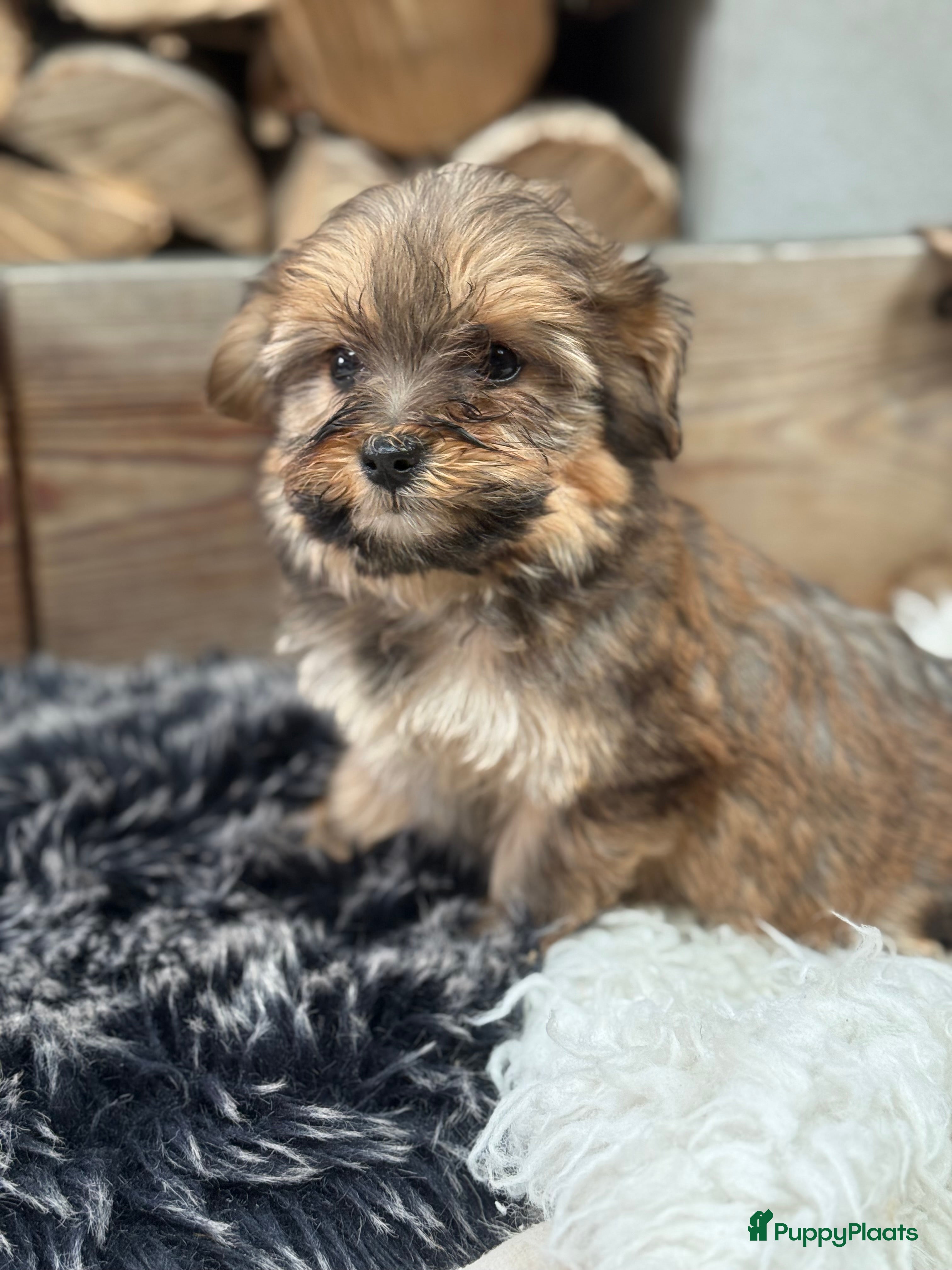 Boomer honden Boompoo - Advertentie 1