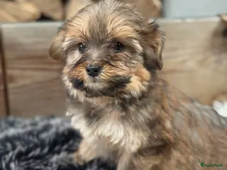 Boomer honden Boompoo - Advertentie 3