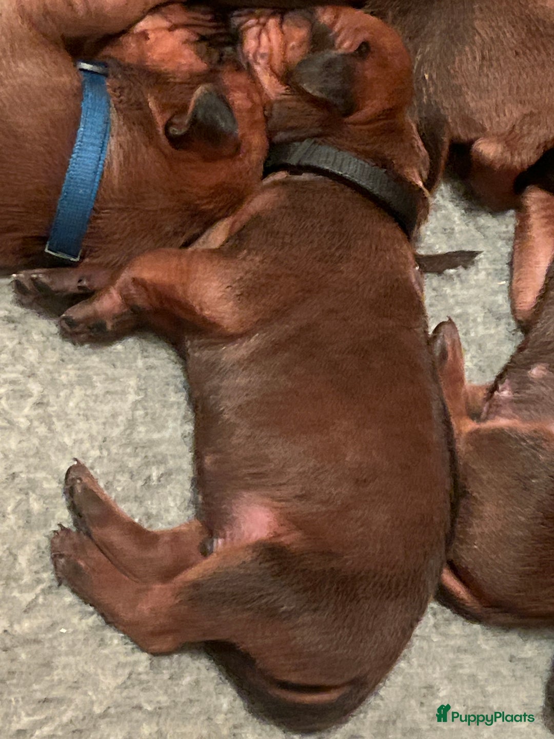 Rhodesian Ridgeback honden te koop: Rhodesian Ridgeback 7 reutjes geboren - Advertentie 35