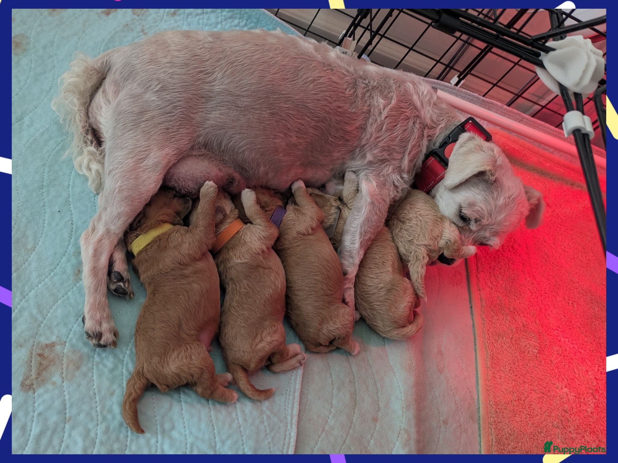 Maltipoo honden Kleinblijvende Maltipoo F1b donker abrikoos - Advertentie 3