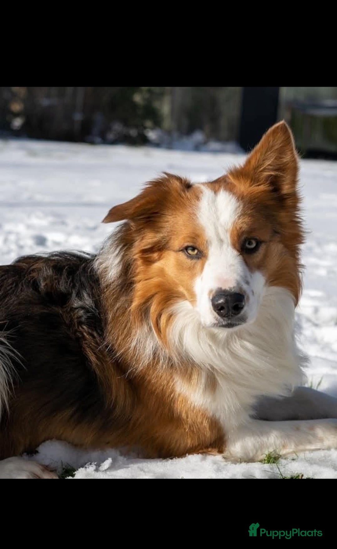Kruising honden te koop: knappe keeshond x border collie puppy's te koop - Advertentie 3