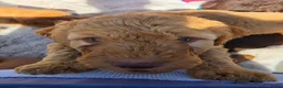 Labradoodle honden te koop: Hele mooie medium doodle half Australian bloed🩵🤩 - Advertentie 9