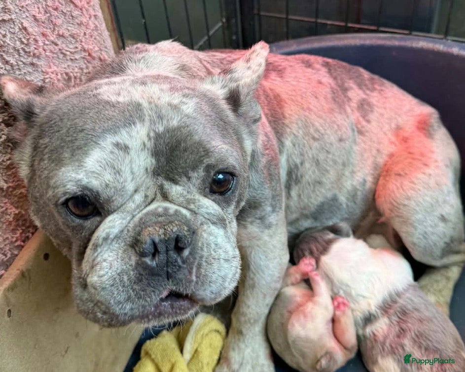 Franse Bulldog honden te koop: Franse bulldog pups - Advertentie 1