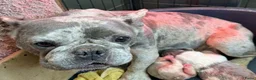 Franse Bulldog honden te koop: Franse bulldog pups - Advertentie 1