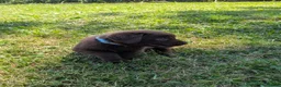 Labrador Retriever honden te koop: Prachtige super sociale labrador pups  - Advertentie 5