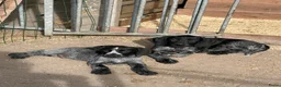 Duitse Staande Hond Draadhaar honden te koop: Pups te koop  - Advertentie 4