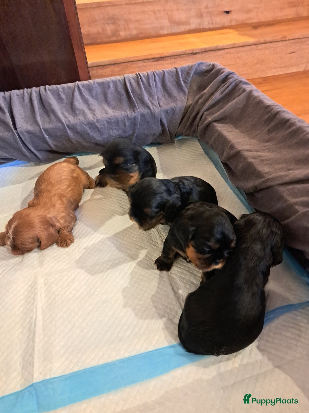 Cavalier King Charles Spaniel honden te koop: Prachtige Cavalier King Charles Spaniels puppy's  - Advertentie 2