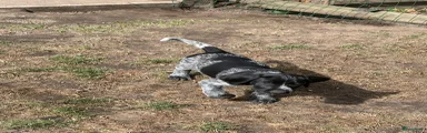 Duitse Staande Hond Draadhaar 4