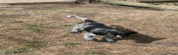 Duitse Staande Hond Draadhaar honden te koop: Pups Duitse staande draadhaar  - Advertentie 5