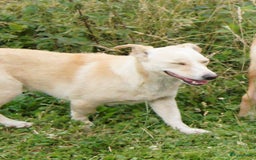 Kruising honden ter adoptie: maverick een zeer leuk hondje in Ridderkerk - Afbeelding 2