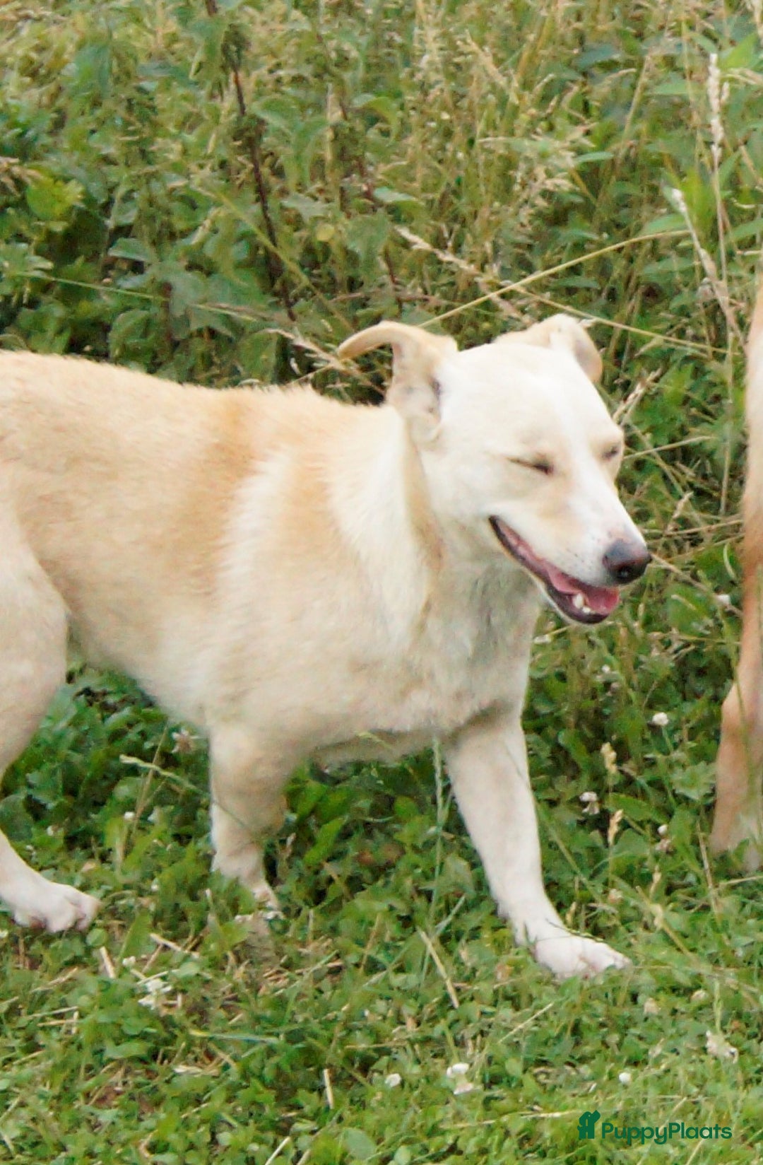 Kruising honden ter adoptie: maverick een zeer leuk hondje in Ridderkerk - Afbeelding 2