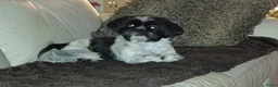 Maltipoo honden te koop: Maltipoo pup - Advertentie 1