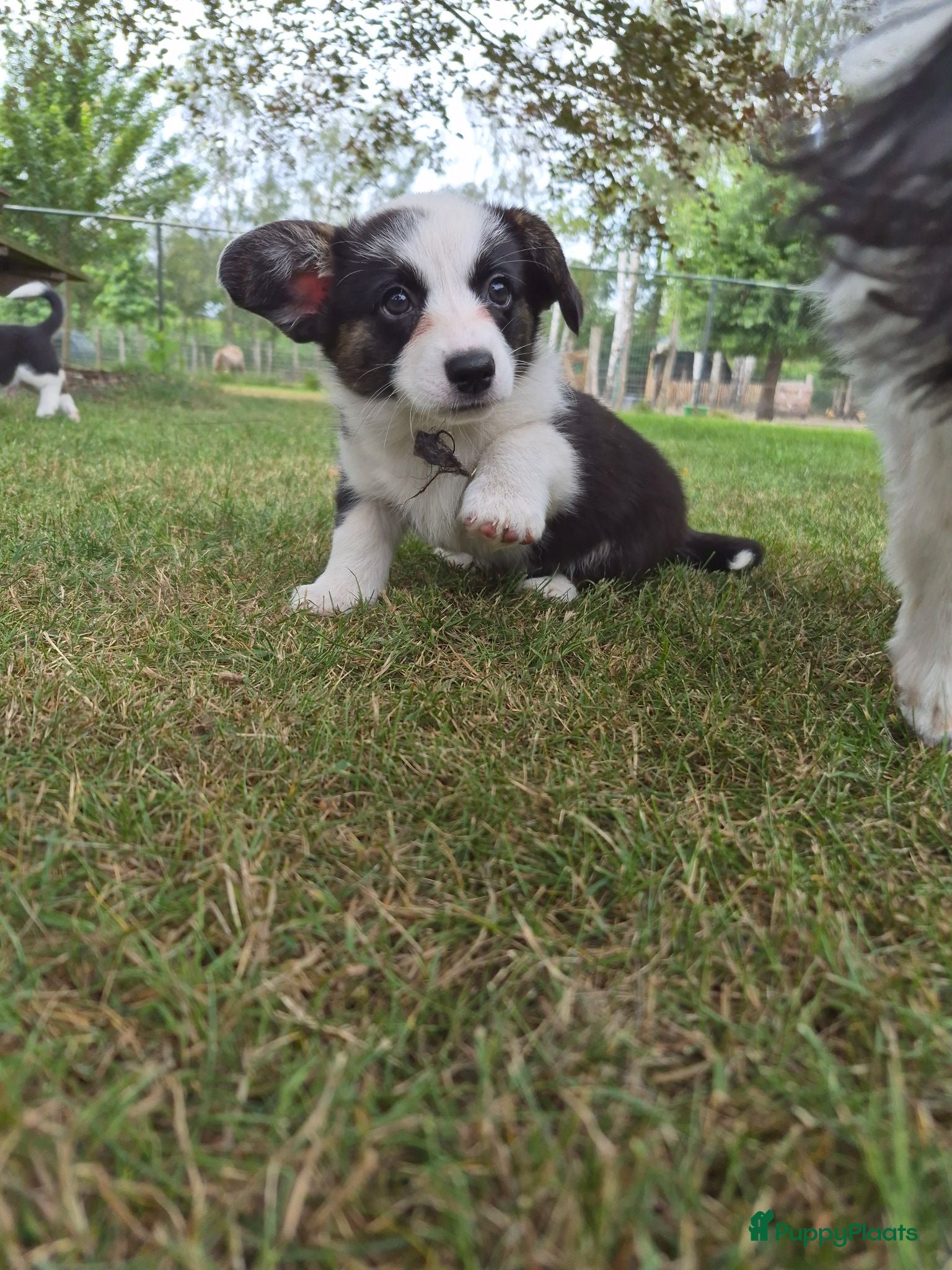 Welsh Corgi Cardigan honden te koop: Welsh corgi pups - mogen vanaf 26 juli direct mee - Advertentie 1