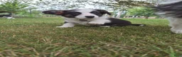 Welsh Corgi Cardigan honden te koop: Welsh corgi pups - mogen vanaf 26 juli direct mee - Advertentie 1