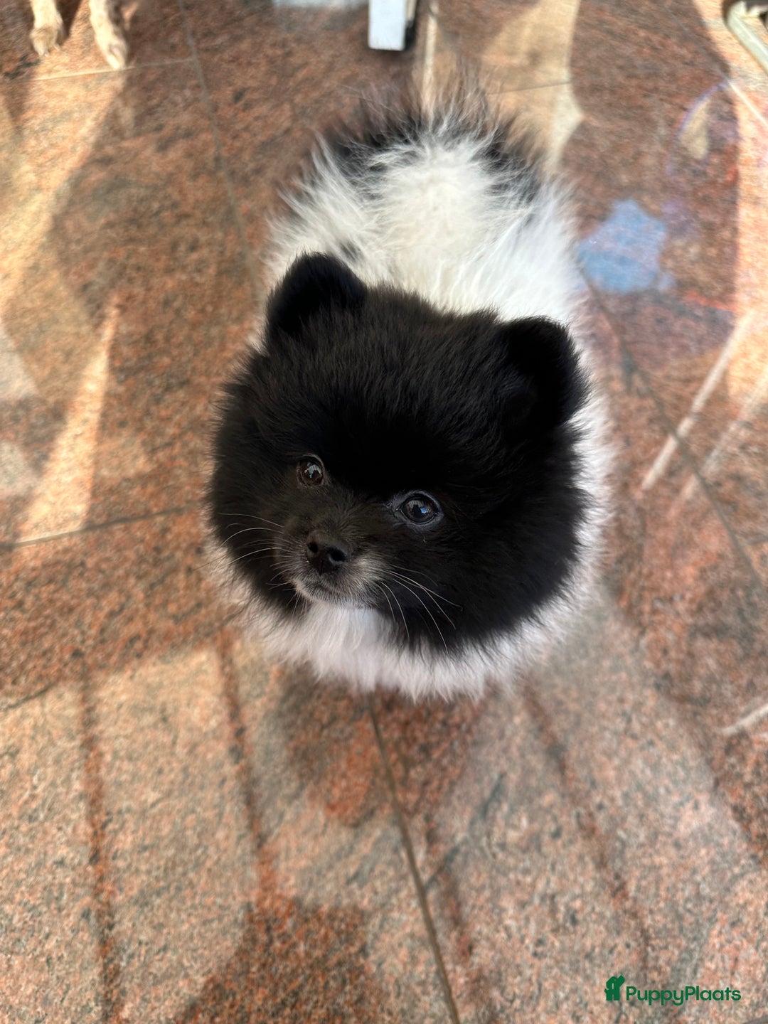 Pomeriaan honden te koop: Prachtige bearface pomeriaan teefje - Advertentie 2