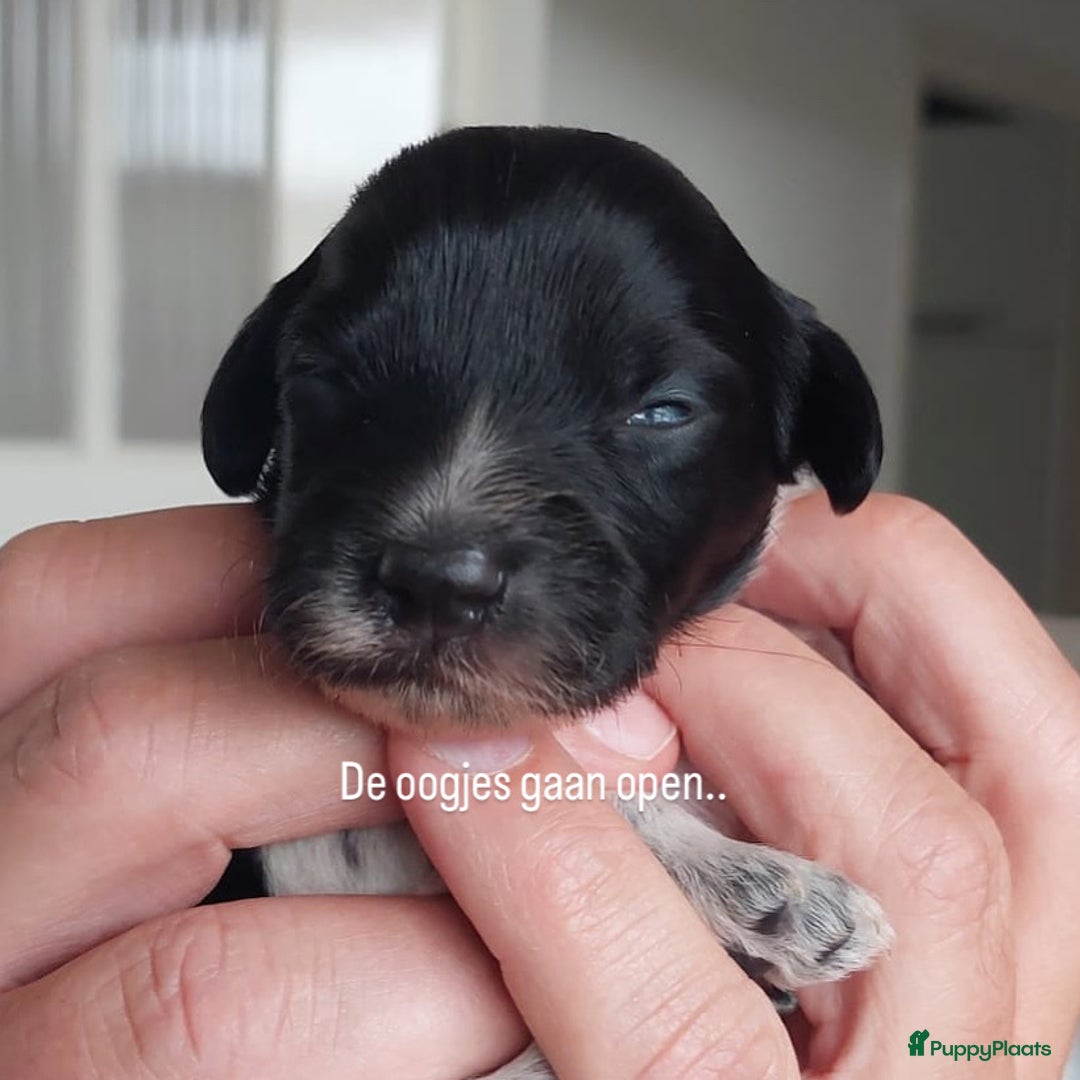 Nederlandse Schapendoes honden te koop: Nederlandse schapendoes puppy’s  - Afbeelding 3