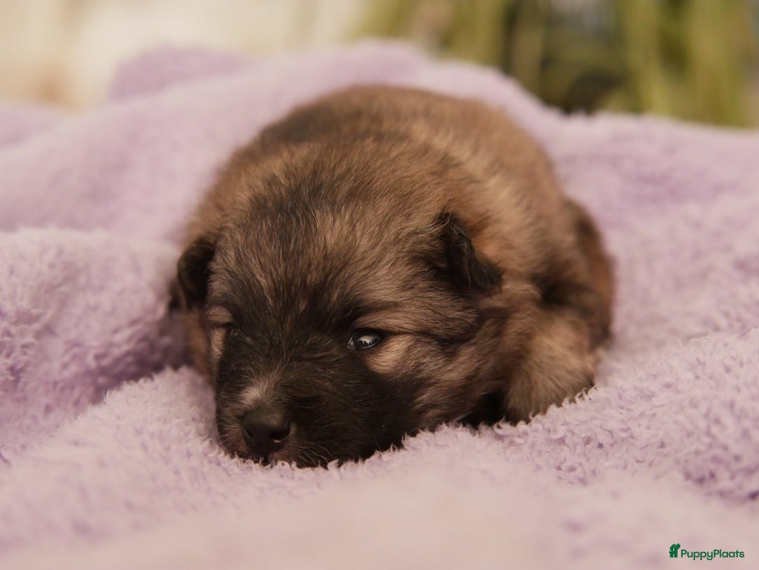 Boomer honden te koop: Kruising Keeshond x Japanse Spits - Afbeelding 15