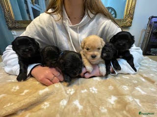 Kruising honden Boompoo pups, Boomer X Toy poedel - Advertentie 3